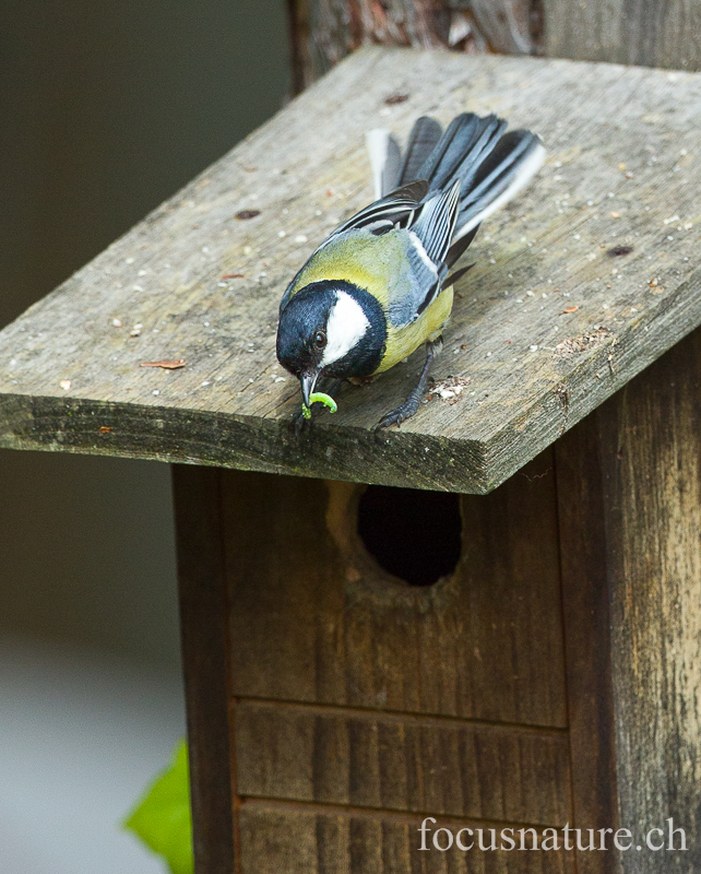 Mesange charbonniere 1885.jpg - Mésange charbonnière, Parus major, Great Tit. Tous les petits de cette nichée sont malheureusement morts, faute de quantités de nourriture suffisantes, et sans doute aussi à cause du froid et de l'humidité exceptionnels ce printemps (Ermitage, Genève, Suisse, mai 2013)